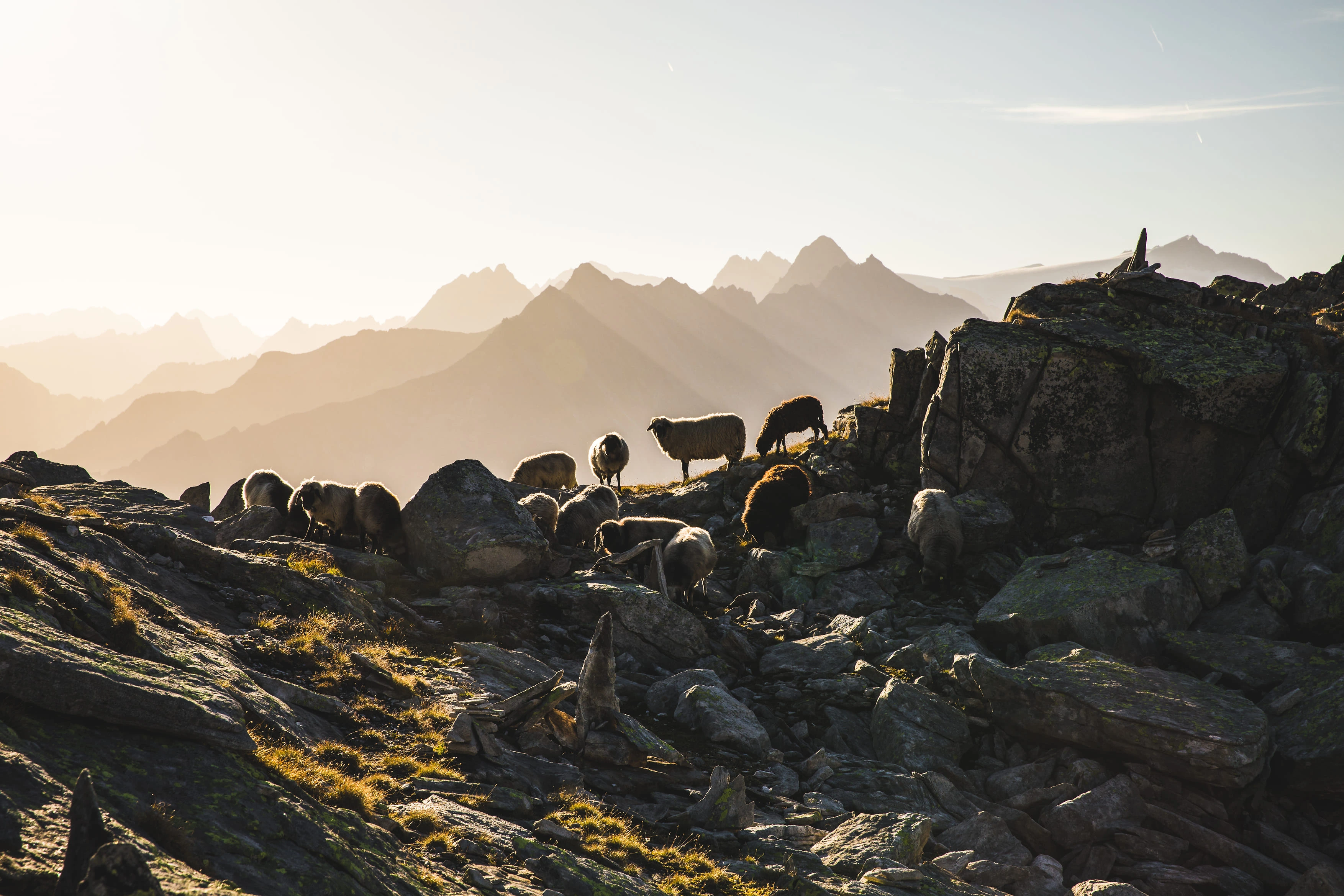 Berglandschap in het Zillertal met schapen en Alpenpanorama in Tirol