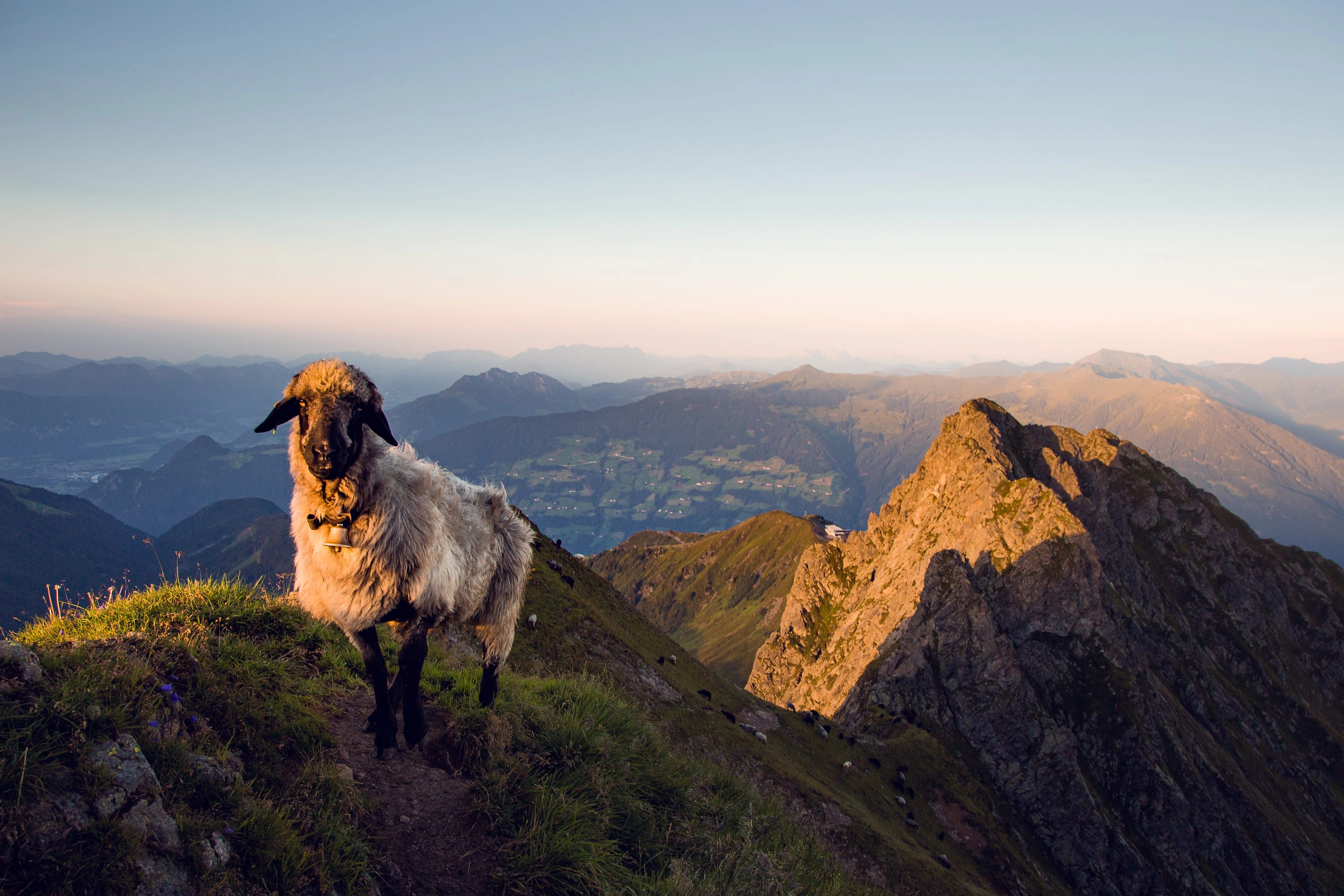 Schaf auf einem Wanderweg im Zillertal mit Blick auf die Alpen in Tirol
