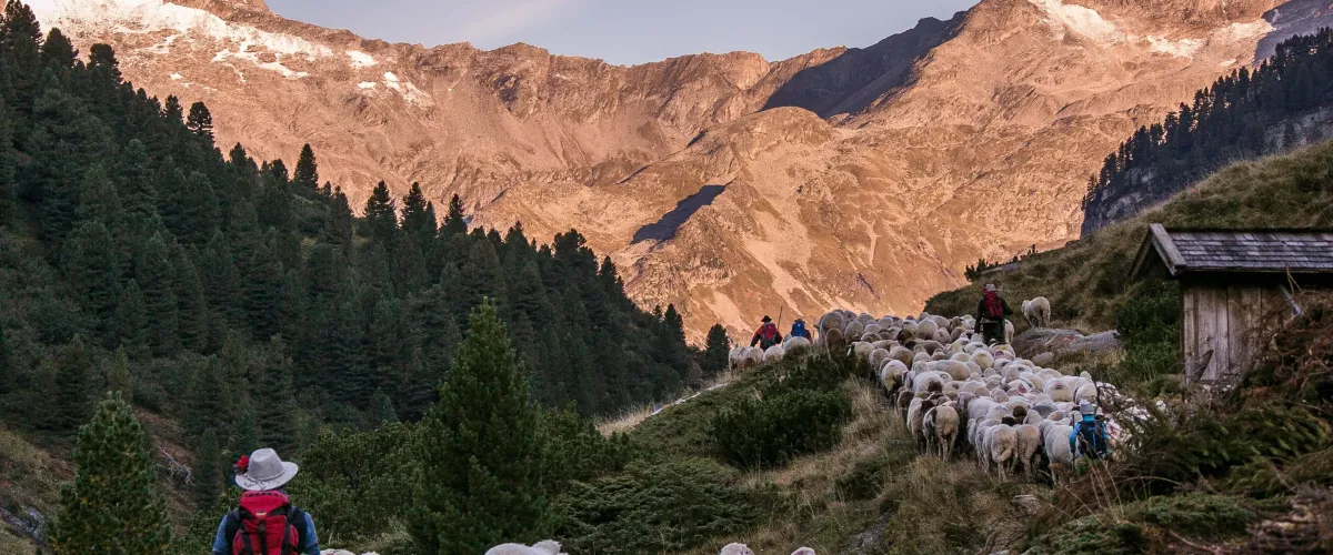 Schafabtrieb entlang des Berliner Höhenwegs im Zillertal in Tirol