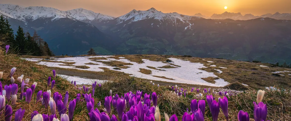 Frühlingslandschaft in den Zillertaler Alpen mit Alpenblumen und verschneiten Gipfeln